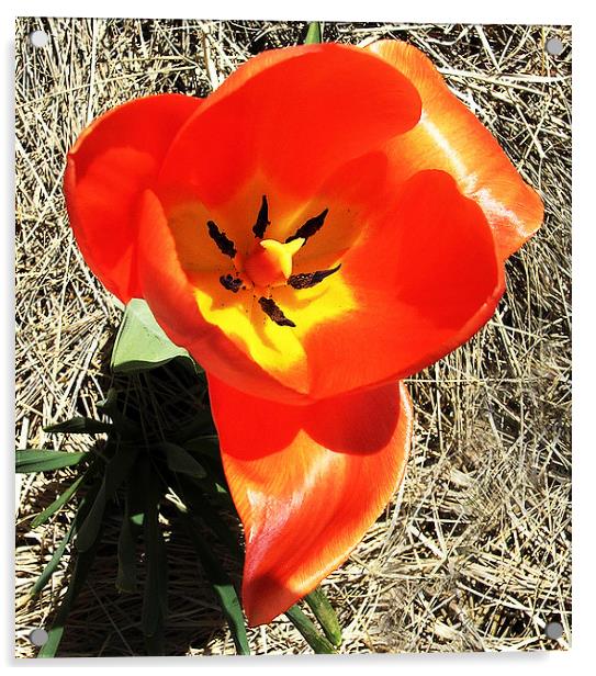 Brilliant Red Tulip  Acrylic by james balzano, jr.