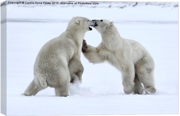   Polar Bear Skirmish Canvas Print by Carole-Anne Fooks