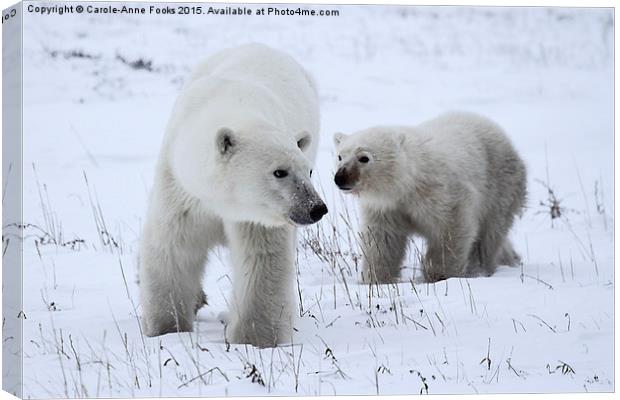  Polar Bear & Her Cub, Churchill, Canada Canvas Print by Carole-Anne Fooks
