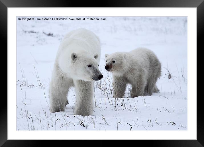  Polar Bear & Her Cub, Churchill, Canada Framed Mounted Print by Carole-Anne Fooks