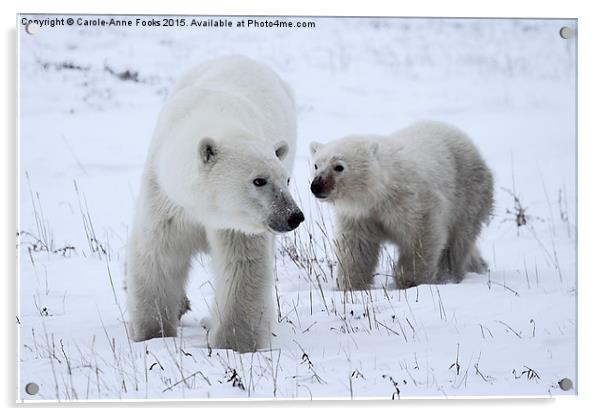  Polar Bear & Her Cub, Churchill, Canada Acrylic by Carole-Anne Fooks