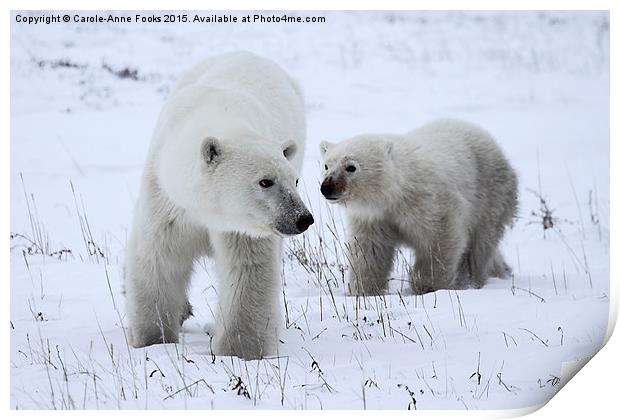  Polar Bear & Her Cub, Churchill, Canada Print by Carole-Anne Fooks