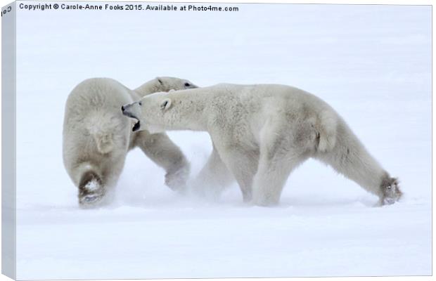   Polar Bear Skirmish Canvas Print by Carole-Anne Fooks