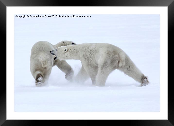   Polar Bear Skirmish Framed Mounted Print by Carole-Anne Fooks