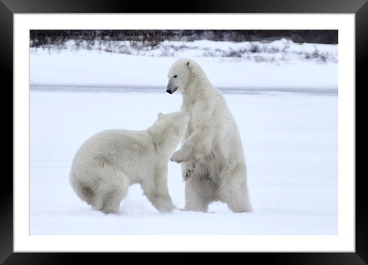  Polar Bear Stoush Framed Mounted Print by Carole-Anne Fooks