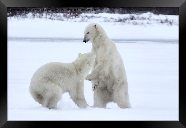  Polar Bear Stoush Framed Print by Carole-Anne Fooks