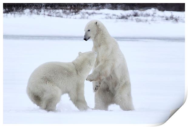  Polar Bear Stoush Print by Carole-Anne Fooks