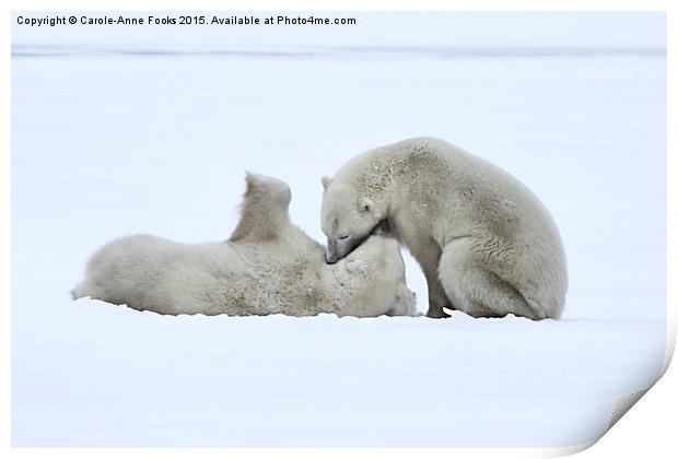  Polar Bear Stoush Print by Carole-Anne Fooks