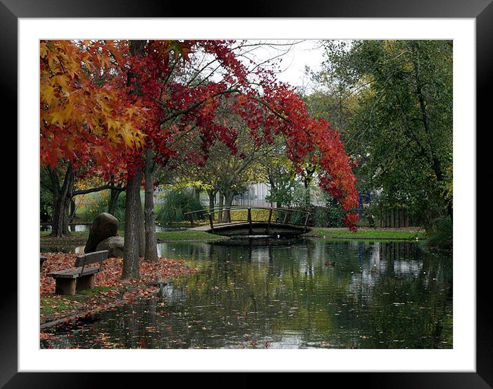 Fall Color with Bridge Framed Mounted Print by Nick Minoff