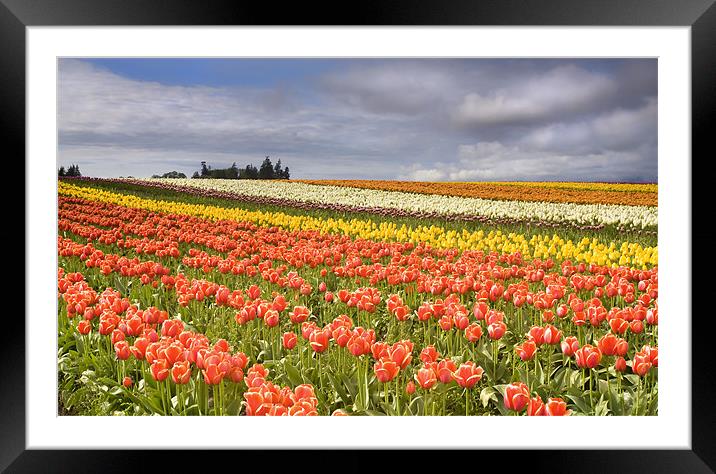 Across colorful fields Framed Mounted Print by Mike Dawson