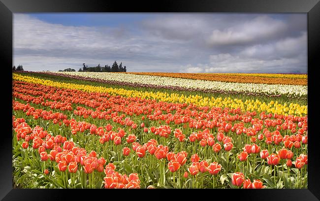 Across colorful fields Framed Print by Mike Dawson