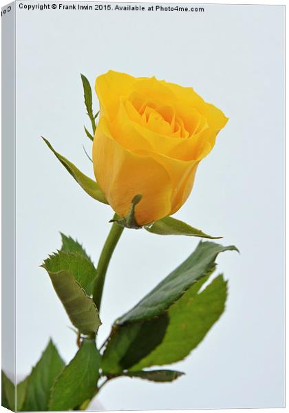  Beautiful yellow hybrid Tea Rose Canvas Print by Frank Irwin