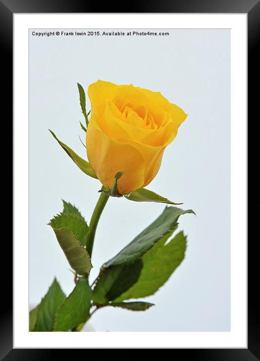  Beautiful yellow hybrid Tea Rose Framed Mounted Print by Frank Irwin
