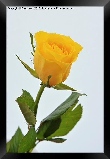  Beautiful yellow hybrid Tea Rose Framed Print by Frank Irwin
