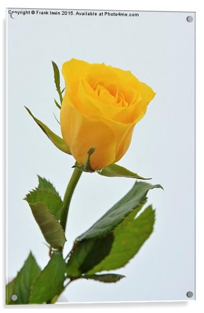  Beautiful yellow hybrid Tea Rose Acrylic by Frank Irwin