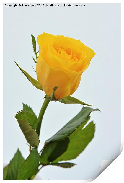  Beautiful yellow hybrid Tea Rose Print by Frank Irwin
