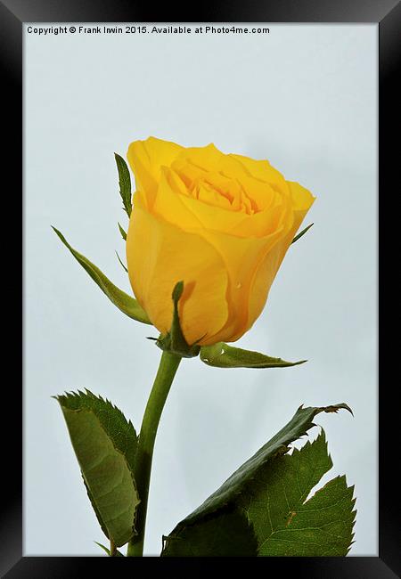 Beautiful yellow hybrid Tea Rose Framed Print by Frank Irwin