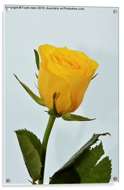 Beautiful yellow hybrid Tea Rose Acrylic by Frank Irwin