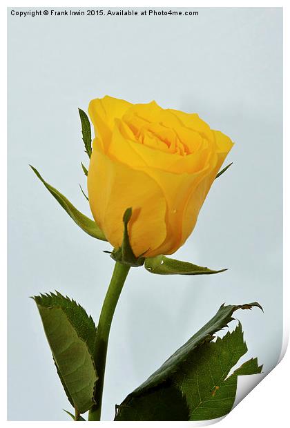 Beautiful yellow hybrid Tea Rose Print by Frank Irwin