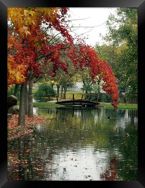 Fall Color with Bridge 2 Framed Print by Nick Minoff