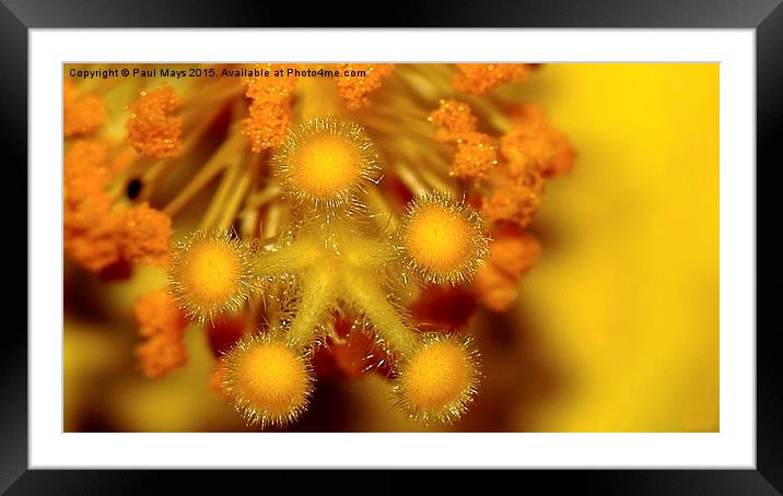  Yellow  Close Framed Mounted Print by Paul Mays