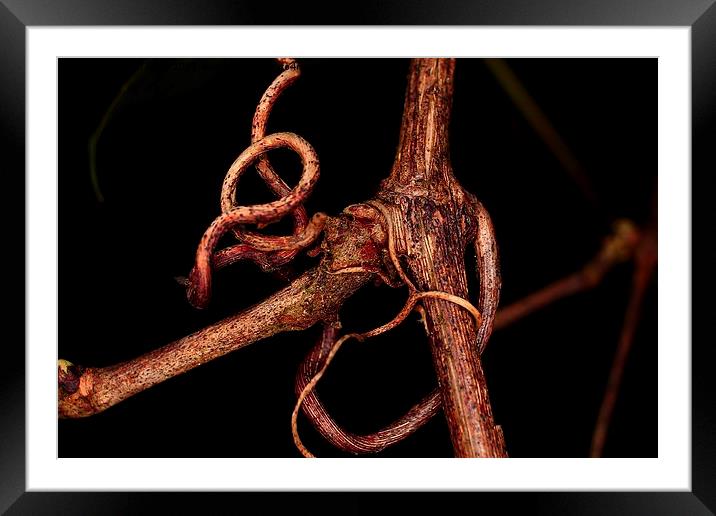  The Vine Framed Mounted Print by Paul Mays