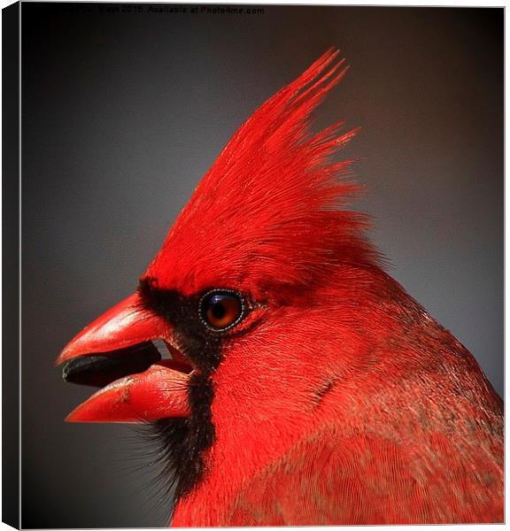  Portrait of a Male Northern Cardinal  Canvas Print by Paul Mays