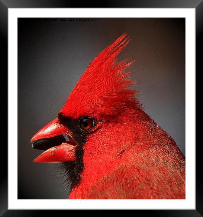  Portrait of a Male Northern Cardinal  Framed Mounted Print by Paul Mays