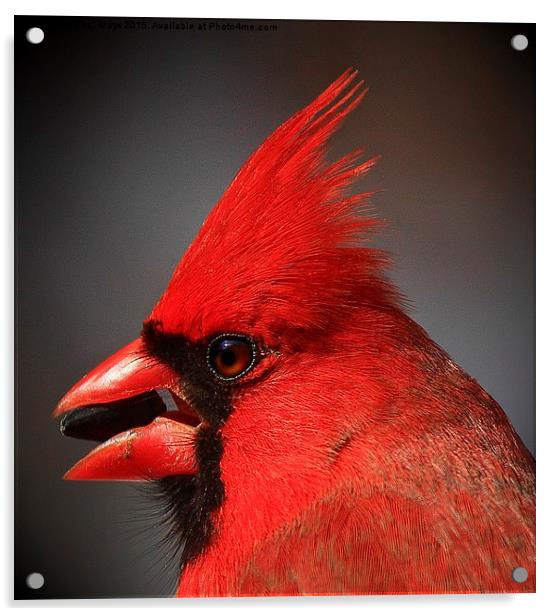  Portrait of a Male Northern Cardinal  Acrylic by Paul Mays