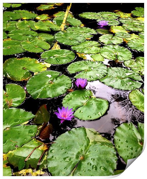  Peaceful Zen garden with floating purple lotus am Print by Terrance Lum