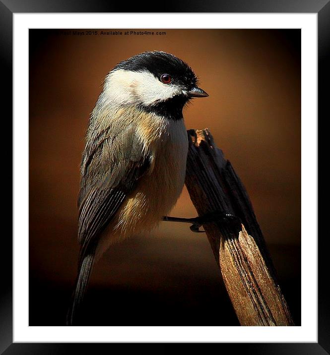  Black Capped Chickadee Framed Mounted Print by Paul Mays