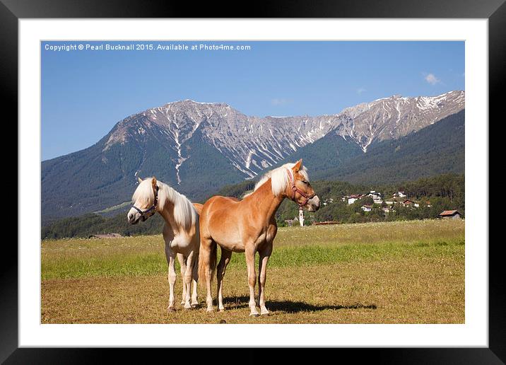 Palomino Horses Framed Mounted Print by Pearl Bucknall
