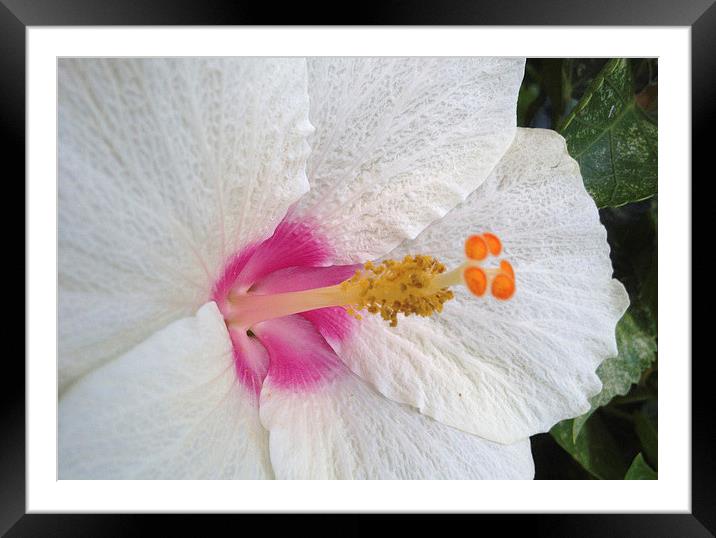  White Hibiscus Bloom Framed Mounted Print by Terrance Lum