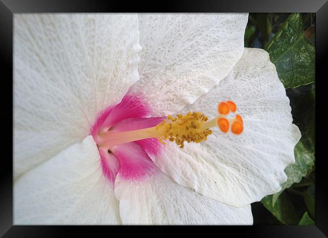  White Hibiscus Bloom Framed Print by Terrance Lum