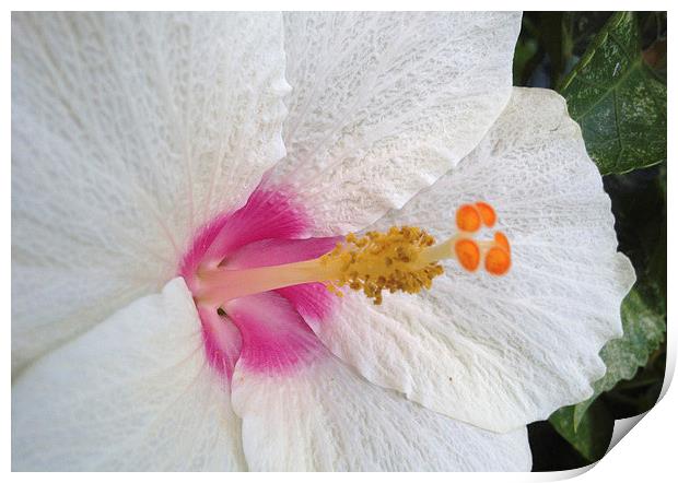  White Hibiscus Bloom Print by Terrance Lum