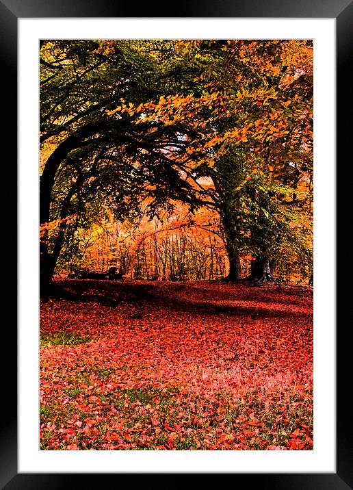 Epping Forest fresco Framed Mounted Print by David French