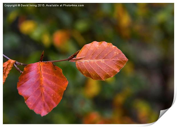  Beech leaves Print by David Irving