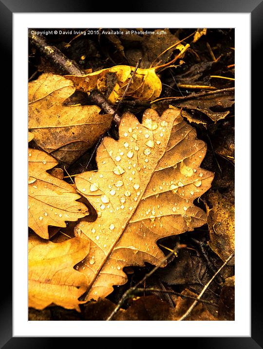  Oak leaf on forest floor Framed Mounted Print by David Irving