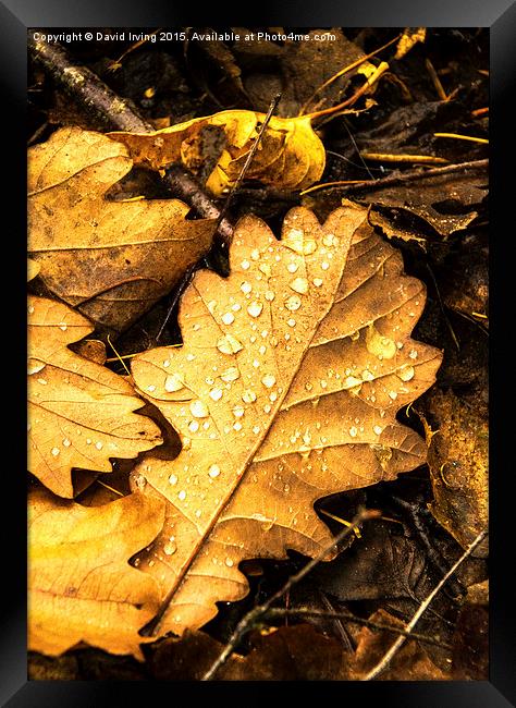  Oak leaf on forest floor Framed Print by David Irving