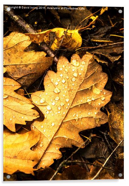  Oak leaf on forest floor Acrylic by David Irving
