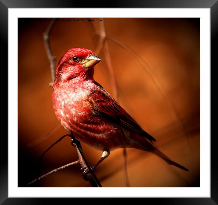  Purple Finch Framed Mounted Print by Paul Mays