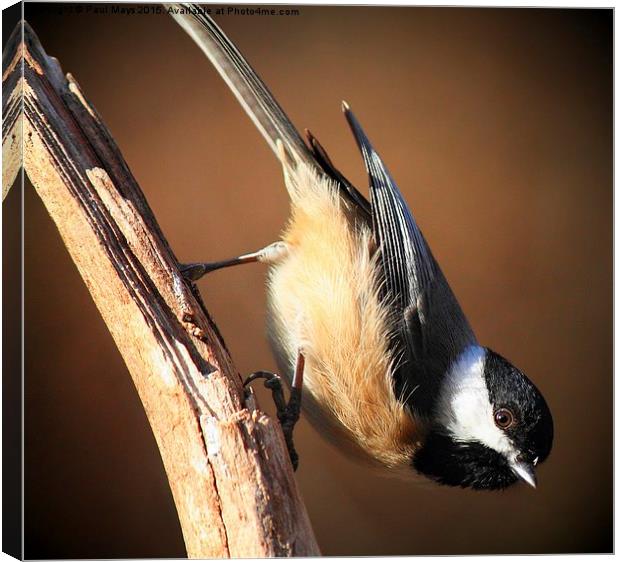 Black Capped Chickadee Canvas Print by Paul Mays