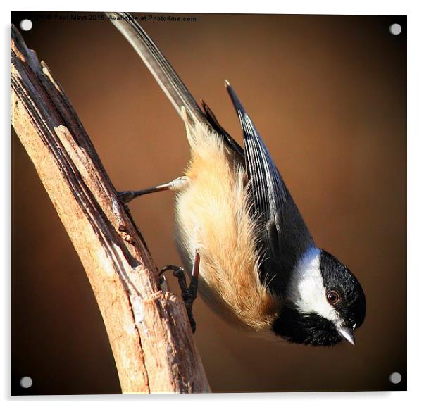 Black Capped Chickadee Acrylic by Paul Mays