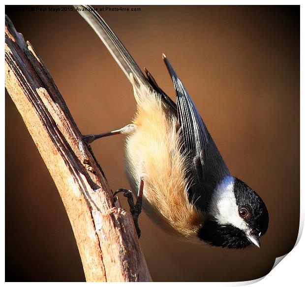 Black Capped Chickadee Print by Paul Mays