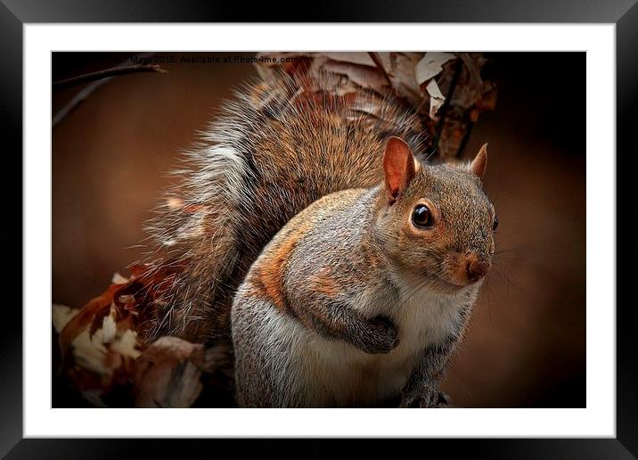  Grey Squirrel  Framed Mounted Print by Paul Mays