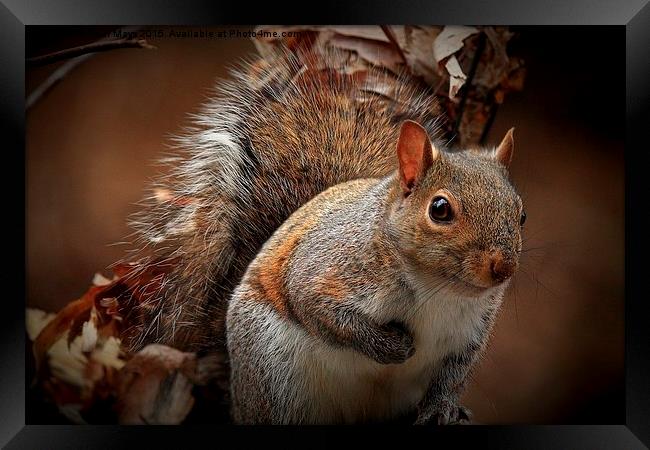  Grey Squirrel  Framed Print by Paul Mays