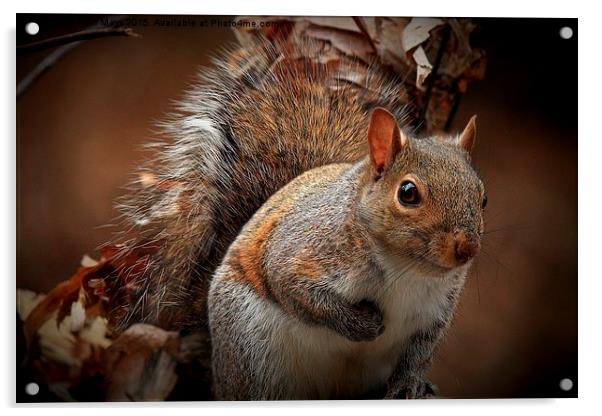  Grey Squirrel  Acrylic by Paul Mays
