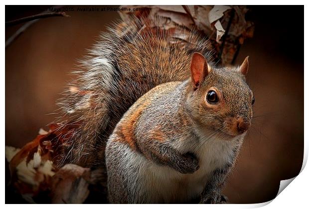  Grey Squirrel  Print by Paul Mays