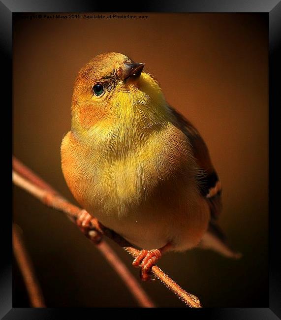  American Gold Finch Framed Print by Paul Mays