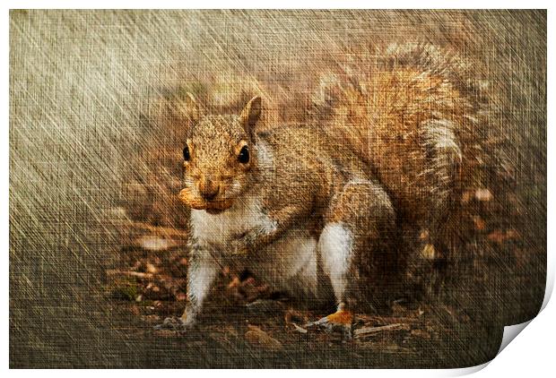 Grey Squirrel Print by Steve Purnell